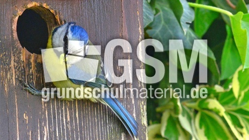 Blaumeise_mit_Futter (03).jpg